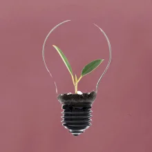 Žárovka květináč