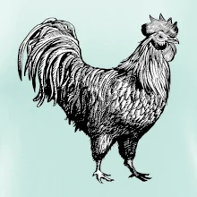 Kohout kreslený černobílý