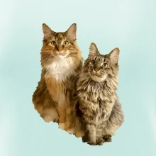 Kočky vectorizované  (Moňas)