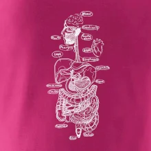 Skica lidských orgánů