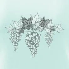 Vinné hrozny šedé