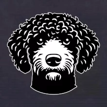 Lagotto romagnolo hlava na prsu