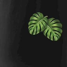 Monstera listy na prsu Monstera listy na prsu