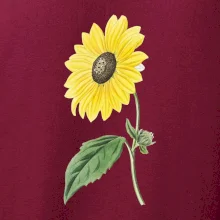 Slunečnice otočená