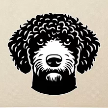 Lagotto romagnolo hlava na prsu