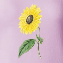 Slunečnice otočená