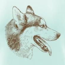 Husky - hlava z boku