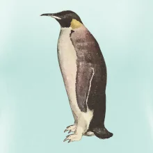 Tučňák kreslený vodovými barvami