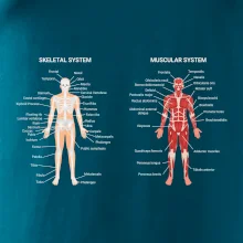 Skelet and Moscular system Skelet and Moscular system