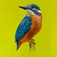 Lednáček kreslený