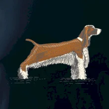 Vintage Springer spaniel