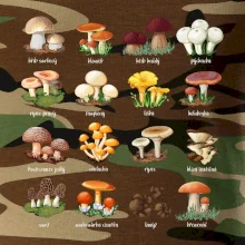 Atlas hub - triko s houbami