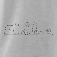 Lagotto romagnolo postavy linka