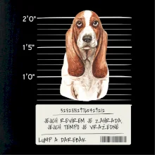Baset - lump a darebák Baset - lump a darebák
