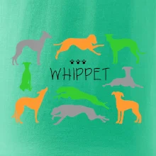 Whippet barevný