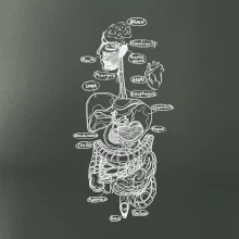 Skica lidských orgánů