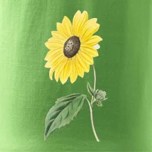 Slunečnice otočená