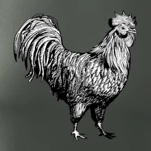 Kohout kreslený černobílý