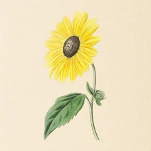 Slunečnice otočená