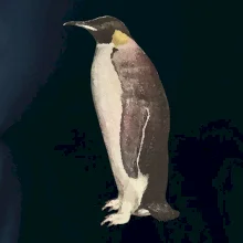 Tučňák kreslený vodovými barvami