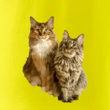 Kočky vectorizované  (Moňas)