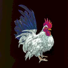 Kohout kreslený bílý