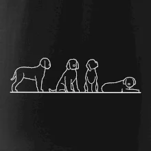 Lagotto romagnolo postavy linka