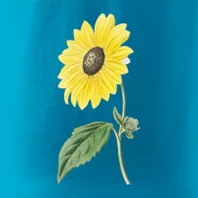 Slunečnice otočená