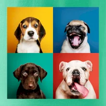 Psi štěňata koláž