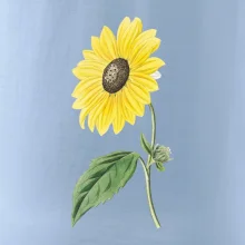 Slunečnice otočená