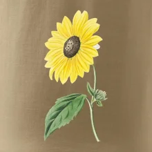 Slunečnice otočená