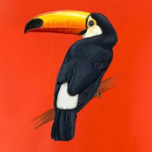 Tukan kreslený