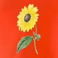 Slunečnice otočená