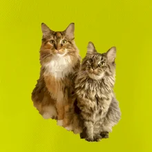 Kočky vectorizované  (Moňas)