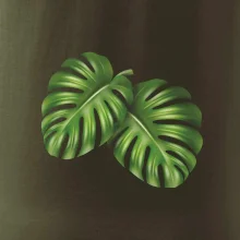 Monstera - dva listy Monstera - dva listy