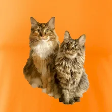 Kočky vectorizované  (Moňas)