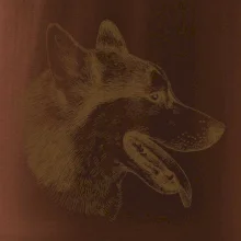 Husky - hlava z boku