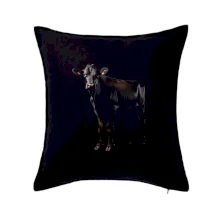 Černá kráva  černá fotka