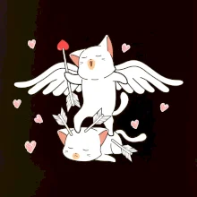 Kočky Amorův šíp