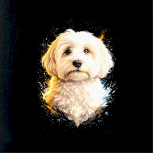 Obrázek polotón Maltipoo