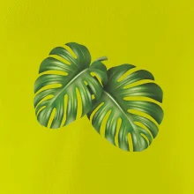 Monstera - dva listy Monstera - dva listy