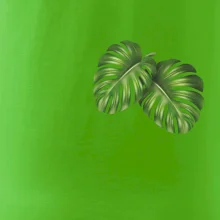 Monstera listy na prsu