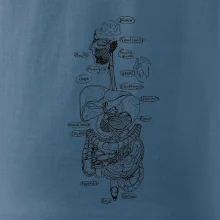 Skica lidských orgánů