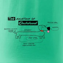 Jezevčík - Anatomie