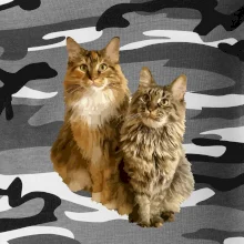 Kočky vectorizované  (Moňas)