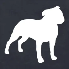 Americký stafordširský teriér  Na prsu