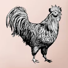 Kohout kreslený černobílý