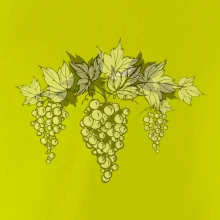 Vinné hrozny šedé