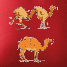 Pravda o velbloudech