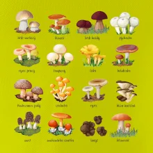 Atlas hub - triko s houbami